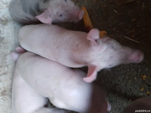 Purcei foarte frumosi