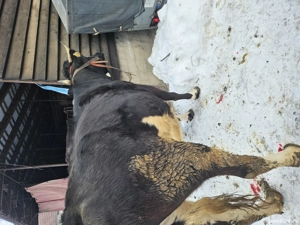 Vaca tânără gestanta