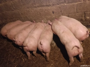 Vând purcei, rasă de carne!