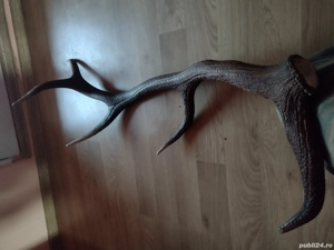 vand   CORN Stingher  110cm 5raze