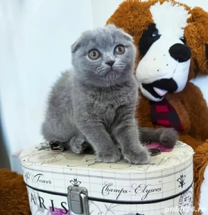Scottish Fold 