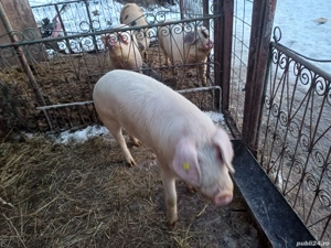 vand vier de sămânța  - imagine 3