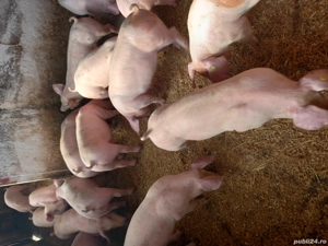 Vand purcei si grasuni - imagine 2