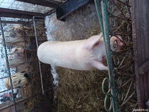 vand vier de sămânța 