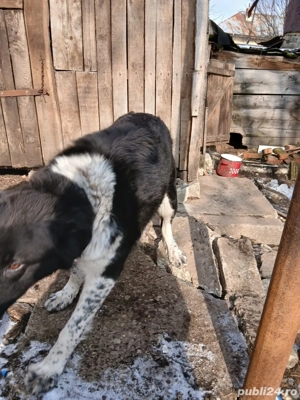 Câine Ciobănesc Corb - imagine 4