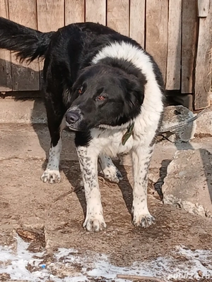 Câine Ciobănesc Corb - imagine 3