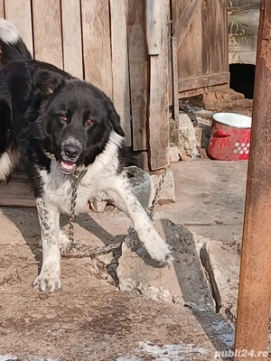 Câine Ciobănesc Corb