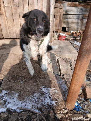 Câine Ciobănesc Corb - imagine 5