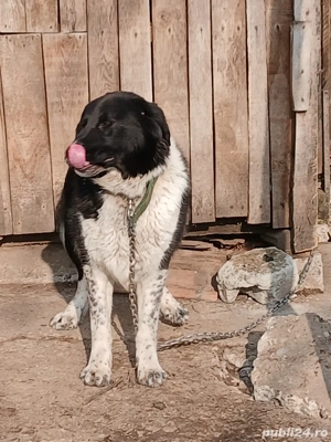 Câine Ciobănesc Corb - imagine 2