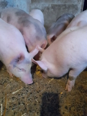 Purcei foarte frumosi - imagine 2