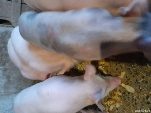 Purcei foarte frumosi - imagine 3