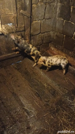 Vând purcei - imagine 2