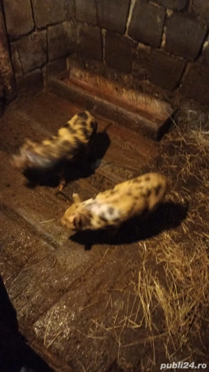 Vând purcei - imagine 3