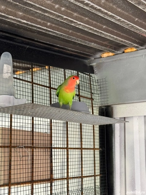 Crescator Aor vinde papagali si alte pasari exotice  - imagine 3