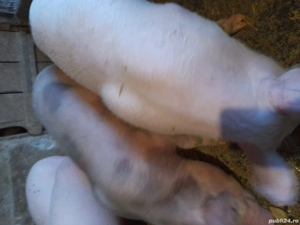 Purcei foarte frumosi - imagine 4
