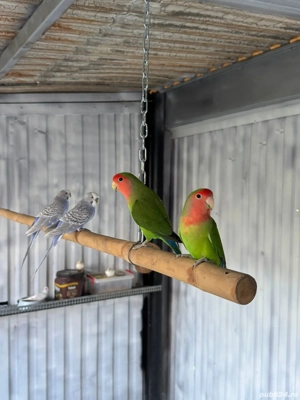 Crescator Aor vinde papagali si alte pasari exotice  - imagine 2