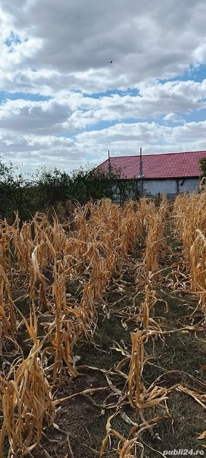 Casa la țara jud. Giurgiu, 4 camere, curte 4000 mp - imagine 7