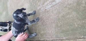 catelusa Brac German sarmos - imagine 3