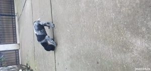 catelusa Brac German sarmos - imagine 4