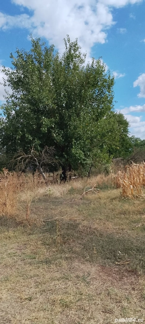 Casa la țara jud. Giurgiu, 4 camere, curte 4000 mp - imagine 8