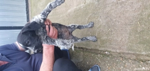 catelusa Brac German sarmos - imagine 5