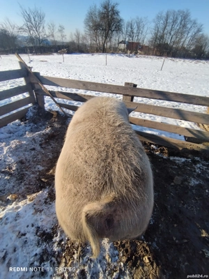 Animale Porci  - imagine 2