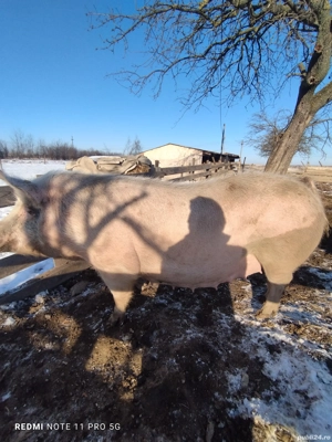 Animale Porci  - imagine 3