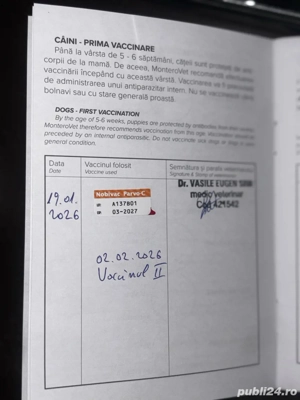 fetită amstaff  - imagine 3