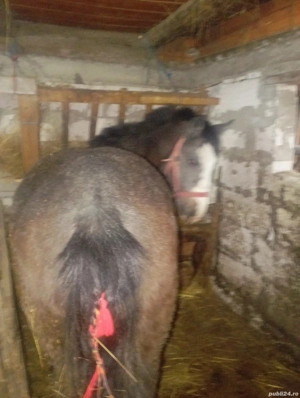 Vând 2 mânji blânzi 