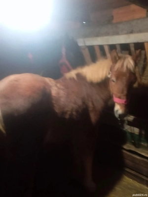 Vând 2 mânji blânzi  - imagine 2