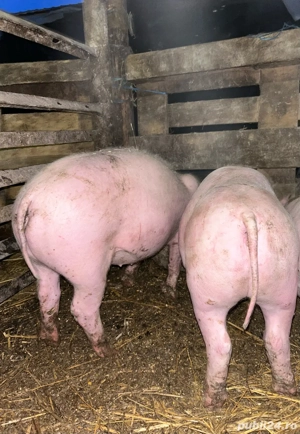 purcei pietrain de vanzare  - imagine 3