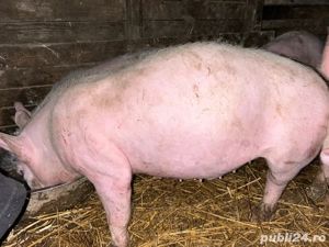 purcei pietrain de vanzare  - imagine 2