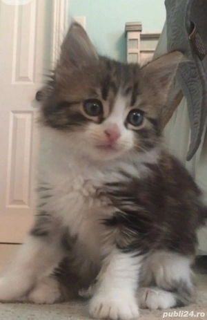 Siberiană de Pădure 