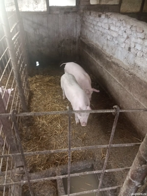 De vânzare Purcei 