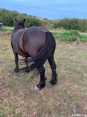 Vând mânză  - imagine 2