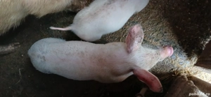 Vand purcel (porc ) - imagine 2