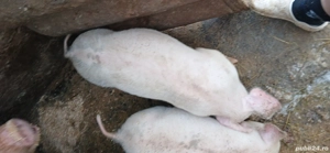 Vand purcel (porc ) - imagine 3