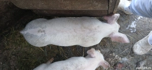 Vand purcel (porc ) - imagine 4