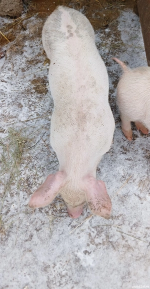 Vand purcel (porc ) - imagine 5