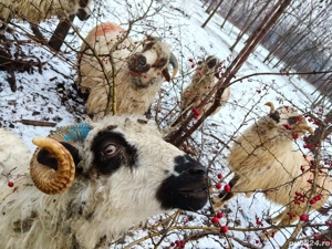 Vând oi țurcane  - imagine 4