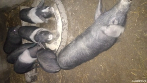 Vand porci bazna  - imagine 2