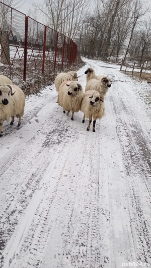 Vând oi țurcane  - imagine 5