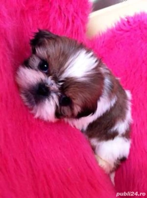 shitzuuuu 2 luni bot turtit