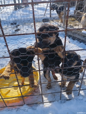 Pui de ciobănesc german