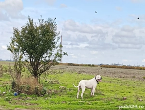 Disponibil pentru o nouă casă  - imagine 2