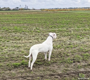 Disponibil pentru o nouă casă  - imagine 4