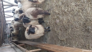 100 oi,se vând doar impreuna! - imagine 5