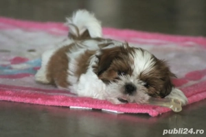 shihtzu talie mica 2 luni