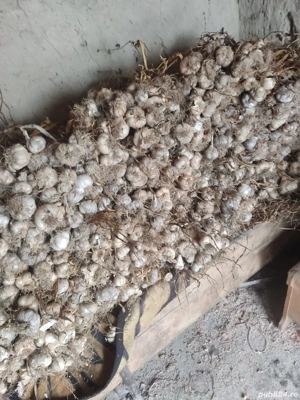 usturoi de copalau,tuica de prune avrame.45 grade .