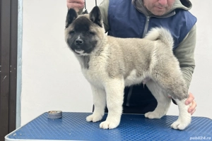 Căței Akita American - imagine 5
